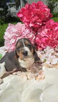 Bluebell, a female Basset Hound for sale in Etna, OH – 4 of 6