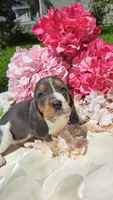Bluebell, a female Basset Hound for sale in Etna, OH – 3 of 6