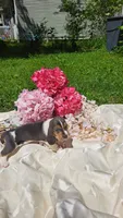 King Henry , a male Basset Hound for sale in Etna, OH – 3 of 5