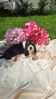 Fritz, a male Basset Hound for sale in Etna, OH – 5 of 6
