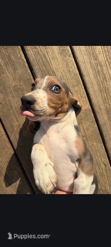 King Henry – Basset Hound puppy for sale in Etna, OH