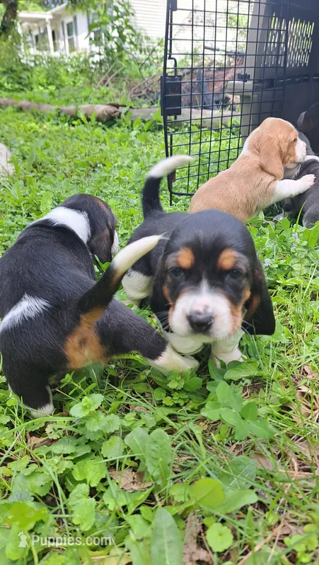 Fritz – Basset Hound puppy for sale in Etna, OH