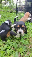 Fritz, a male Basset Hound for sale in Etna, OH – 1 of 6