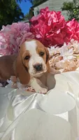Fred, a male Basset Hound for sale in Etna, OH – 5 of 7