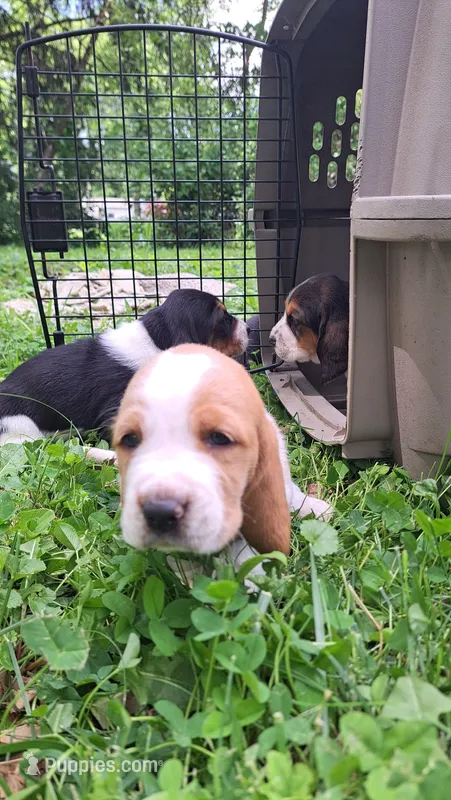Fred – Basset Hound puppy for sale in Etna, OH