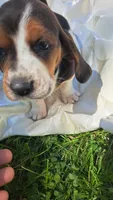 Rosebud, a female Basset Hound for sale in Etna, OH – 5 of 7