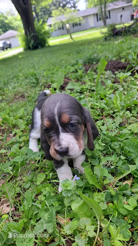 Rosebud – Basset Hound puppy for sale in Etna, OH