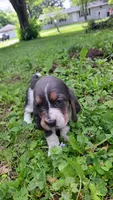 Rosebud, a female Basset Hound for sale in Etna, OH – 1 of 7