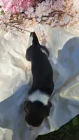 Flash, a male Basset Hound for sale in Etna, OH – 4 of 5