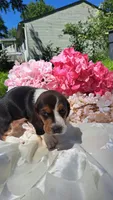 Rosebud, a female Basset Hound for sale in Etna, OH – 7 of 7