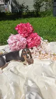 King Henry , a male Basset Hound for sale in Etna, OH – 2 of 5