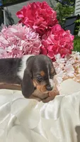 Bluebell, a female Basset Hound for sale in Etna, OH – 5 of 6