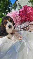 Flash, a male Basset Hound for sale in Etna, OH – 2 of 5