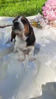 Rosebud, a female Basset Hound for sale in Etna, OH – 3 of 7