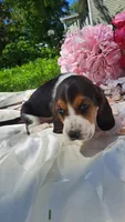 Flash, a male Basset Hound for sale in Etna, OH – 5 of 5