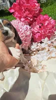 King Henry , a male Basset Hound for sale in Etna, OH – 1 of 5