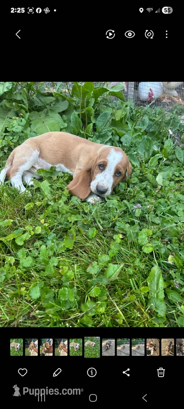 Fred – Basset Hound puppy for sale in Etna, OH