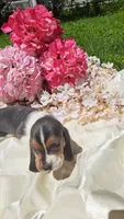King Henry , a male Basset Hound for sale in Etna, OH – 4 of 5