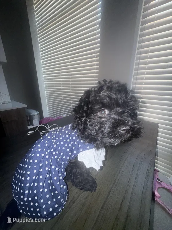 Rosie  – Havapoo puppy for sale in Baltimore, MD