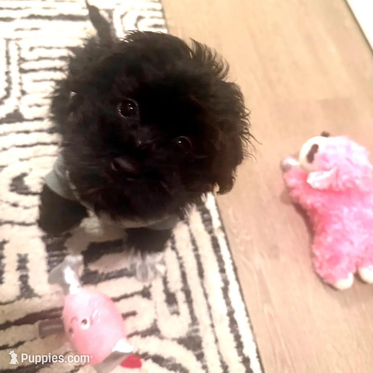 Rosie  – Havapoo puppy for sale in Baltimore, MD