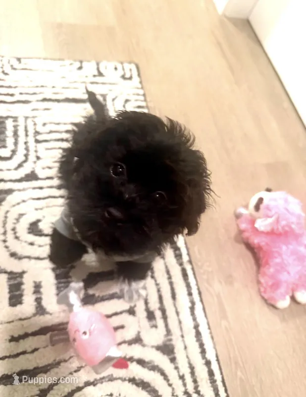 Tucka and Rosie (2) puppies under 12 months  – Poodle - Toy  puppy for sale in Baltimore, MD