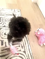 Tucka and Rosie (2) puppies under 12 months , a female Poodle - Toy  for sale in Baltimore, MD – Photo 1 of 2