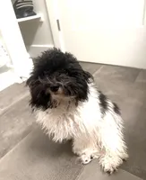 Tucka , a male Poodle - Miniature  for sale in Baltimore, MD – Photo 4 of 4