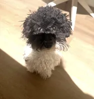 Tucka , a male Poodle - Miniature  for sale in Baltimore, MD – Photo 3 of 4