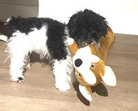 Tucka , a male Poodle - Miniature  for sale in Baltimore, MD – Photo 1 of 4