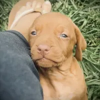 Jan 17 Puppy, a male Vizsla for sale in Council Bluffs, IA – Photo 3 of 10