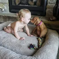 Jan 17 Puppy, a male Vizsla for sale in Council Bluffs, IA – Photo 5 of 10