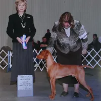 Jan 17 Puppy, a male Vizsla for sale in Council Bluffs, IA – Photo 7 of 10