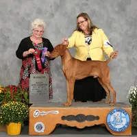 Jan 17 Puppy, a male Vizsla for sale in Council Bluffs, IA – Photo 9 of 10