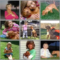 Jan 17 Puppy, a male Vizsla for sale in Council Bluffs, IA – Photo 6 of 10