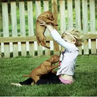 Jan 17 Puppy, a male Vizsla for sale in Council Bluffs, IA – Photo 2 of 10