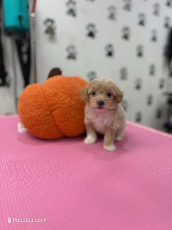 Rosie – Maltipoo puppy for sale in Arlington, TX