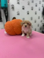 Rosie, a female Maltipoo for sale in Arlington, TX – 1 of 3