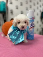 Charles, a male Maltipoo and Poodle - Toy  for sale in Arlington, TX – 3 of 3