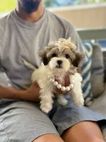 Matilda , a female Maltipoo for sale in Arlington, TX – 3 of 4