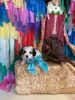 Theodore , a male Shih Tzu for sale in Arlington, TX – 2 of 2