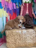 Romeo, a male Maltipoo and Poodle - Toy  for sale in Arlington, TX – 2 of 2