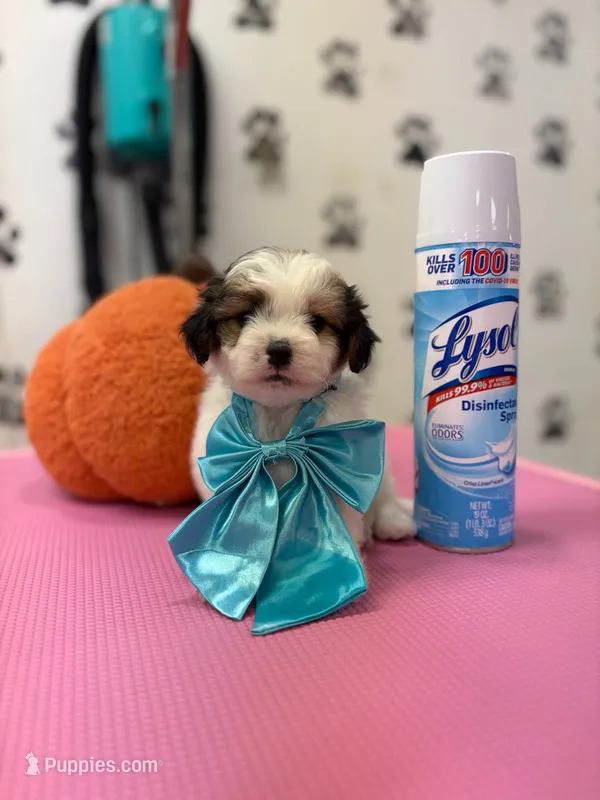 Theodore  – Shih Tzu puppy for sale in Arlington, TX