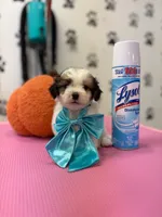 Theodore , a male Shih Tzu for sale in Arlington, TX – 1 of 2
