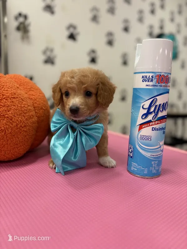 Romeo – Maltipoo, Poodle - Toy  puppy for sale in Arlington, TX