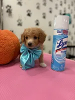 Romeo, a male Maltipoo and Poodle - Toy  for sale in Arlington, TX – 1 of 2