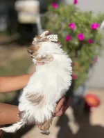 Matilda , a female Maltipoo for sale in Arlington, TX – 4 of 4