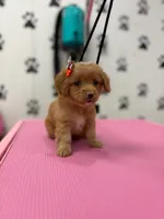 Layla, a female Maltese and Poodle - Toy  for sale in Arlington, TX – 2 of 3