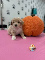Rosie, a female Maltipoo for sale in Arlington, TX – 2 of 3