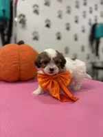 Tiny , a female Shih Tzu for sale in Arlington, TX – 2 of 3