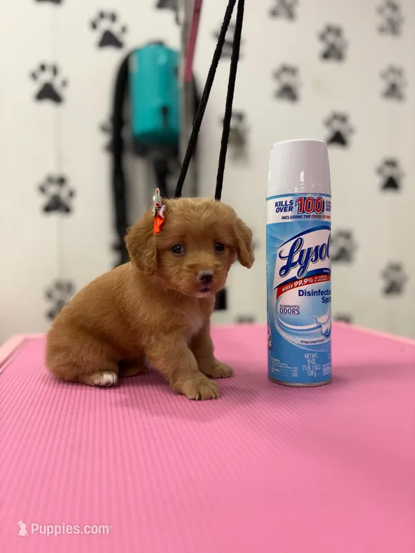 Layla – Maltese, Poodle - Toy  puppy for sale in Arlington, TX